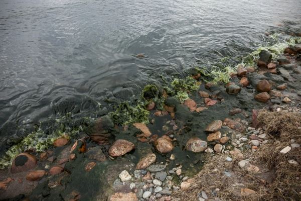 Эксперт призвал объявить сине-зеленым водорослям войну